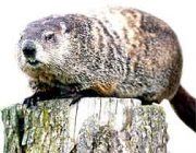 20050201_groundhog.jpg